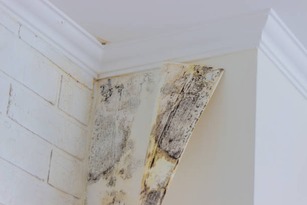 Why You Should Choose Our Mold Remediation Services in South Roxana, IL